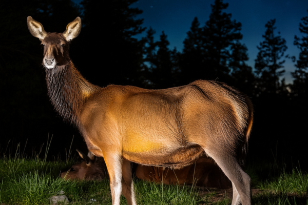 A Vida Selvagem que Desperta à Noite: Ecoturismo Noturno em Destaque