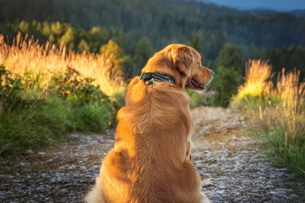 Trilhas pet friendly — onde levar seu companheiro de quatro patas com segurança